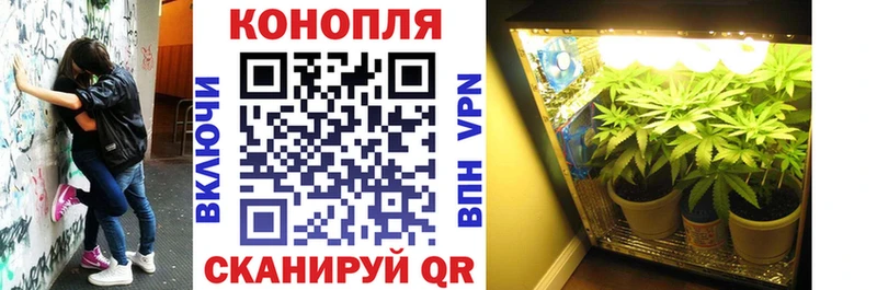 Шишки марихуана OG Kush Староминская